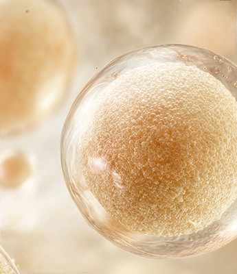 Spheres representing collagen fibers